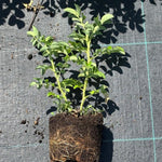 Kuşburnu (Rosa Rugosa) Fidanı