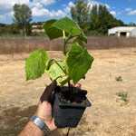 Pavlonya - Paulownia