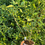 3 Yaş Meyve Vermeye Hazır Yaban Mersini Fidanı - Blueberry Sapling