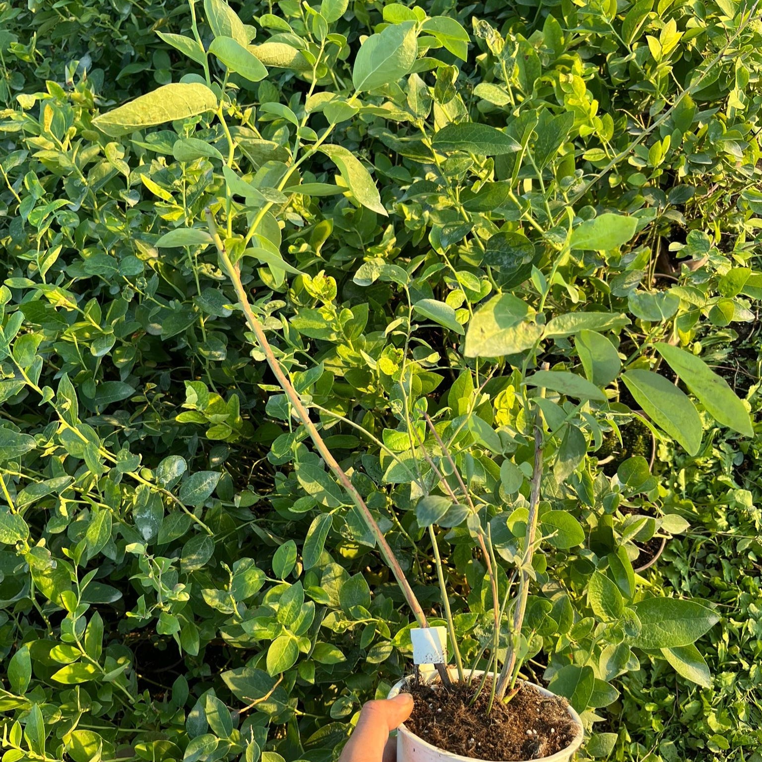 3 Yaş Meyve Vermeye Hazır Yaban Mersini Fidanı - Blueberry Sapling