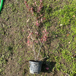4 Yaş Yaban Mersini Fidanı (70-110 cm) 2 L Saksıda - Blueberry Sapling