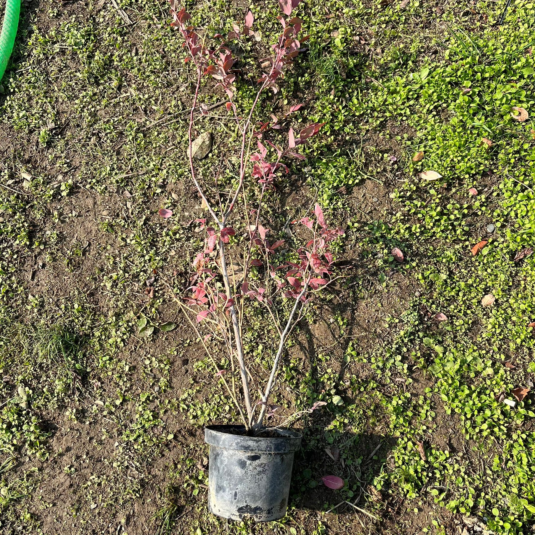 4 Yaş Yaban Mersini Fidanı (70-110 cm) 2 L Saksıda - Blueberry Sapling