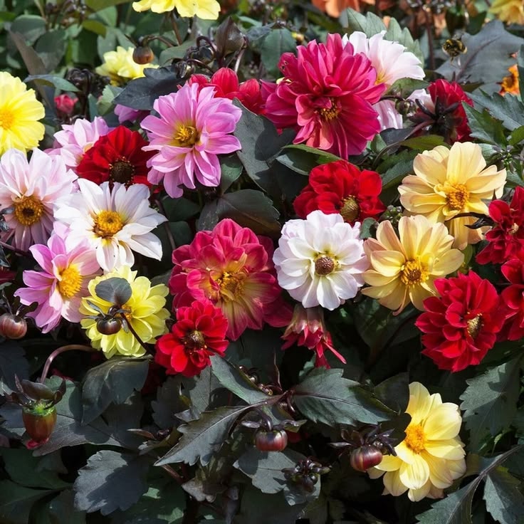 Yıldız Çiçeği (Dahlia) Tohumu