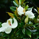 Beyaz Çiçekli Manolya Fidanı - Magnolia Grandiflora