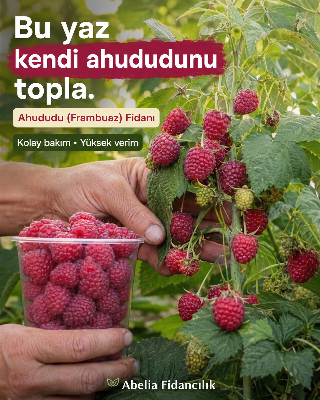 Ahududu (Frambuaz) Fidanı