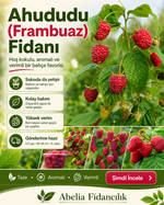 Ahududu (Frambuaz) Fidanı