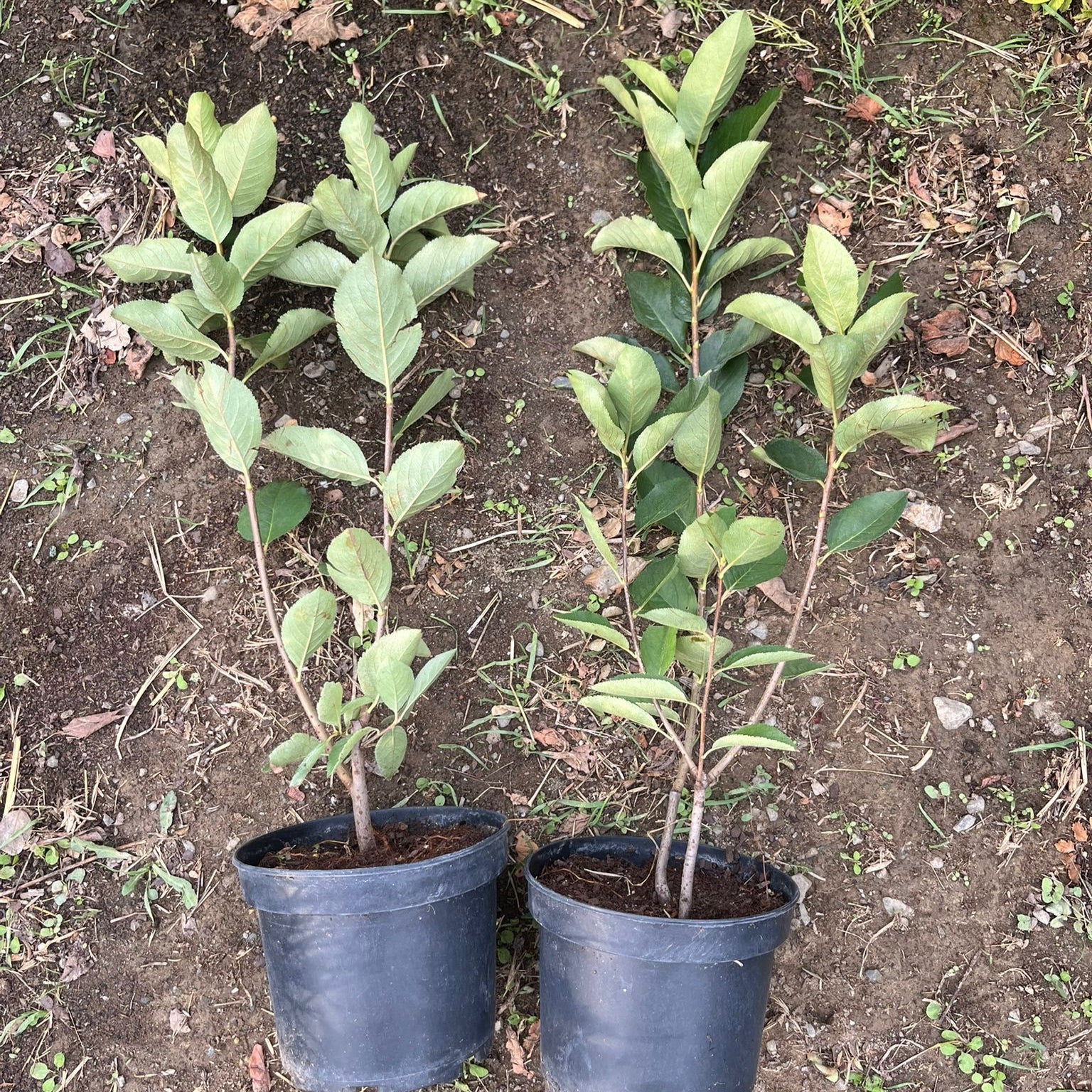 Aronya Fidanı - Chokeberry Sapling