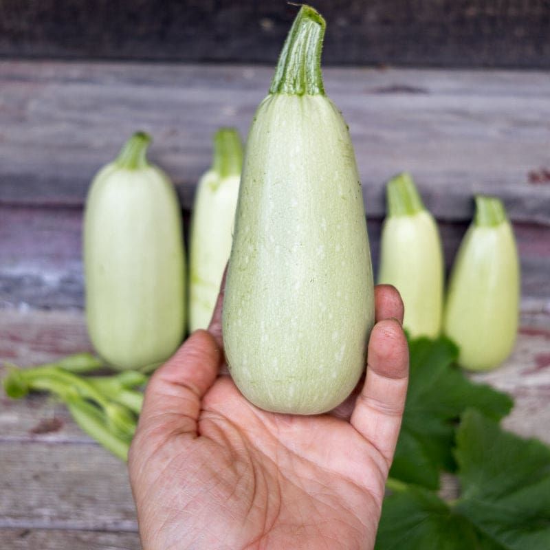 Beyaz Kabak (Squash)
