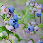 3 Yaş Meyve Vermeye Hazır Yaban Mersini Fidanı - Blueberry Sapling
