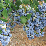 3 Yaş Meyve Vermeye Hazır Yaban Mersini Fidanı - Blueberry Sapling