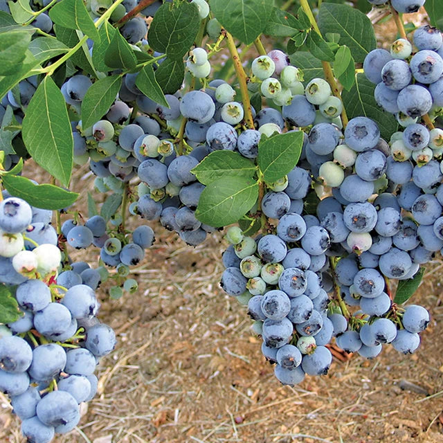 3 Yaş Meyve Vermeye Hazır Yaban Mersini Fidanı - Blueberry Sapling