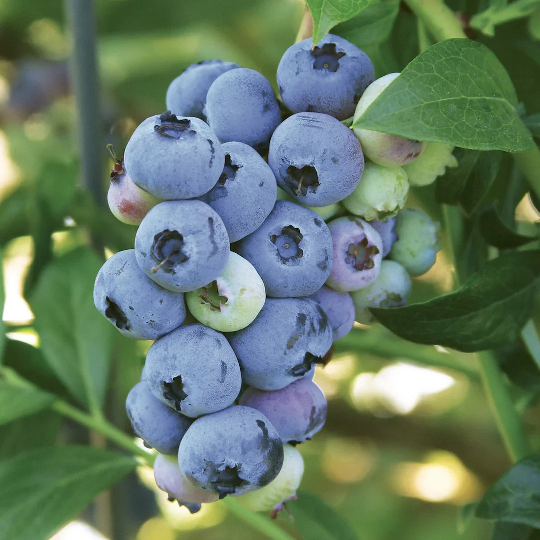 3 Yaş Meyve Vermeye Hazır Yaban Mersini Fidanı - Blueberry Sapling