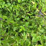 Böğürtlen Fidanı - Blackberry Sapling