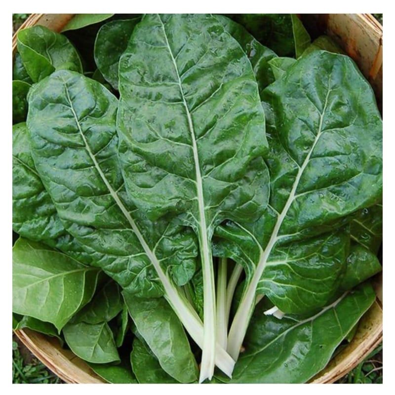 Pazı Tohumu (Swiss Chard)