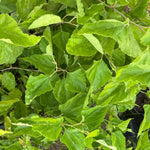 Cüce Dut (Mojoberry) Fidanı