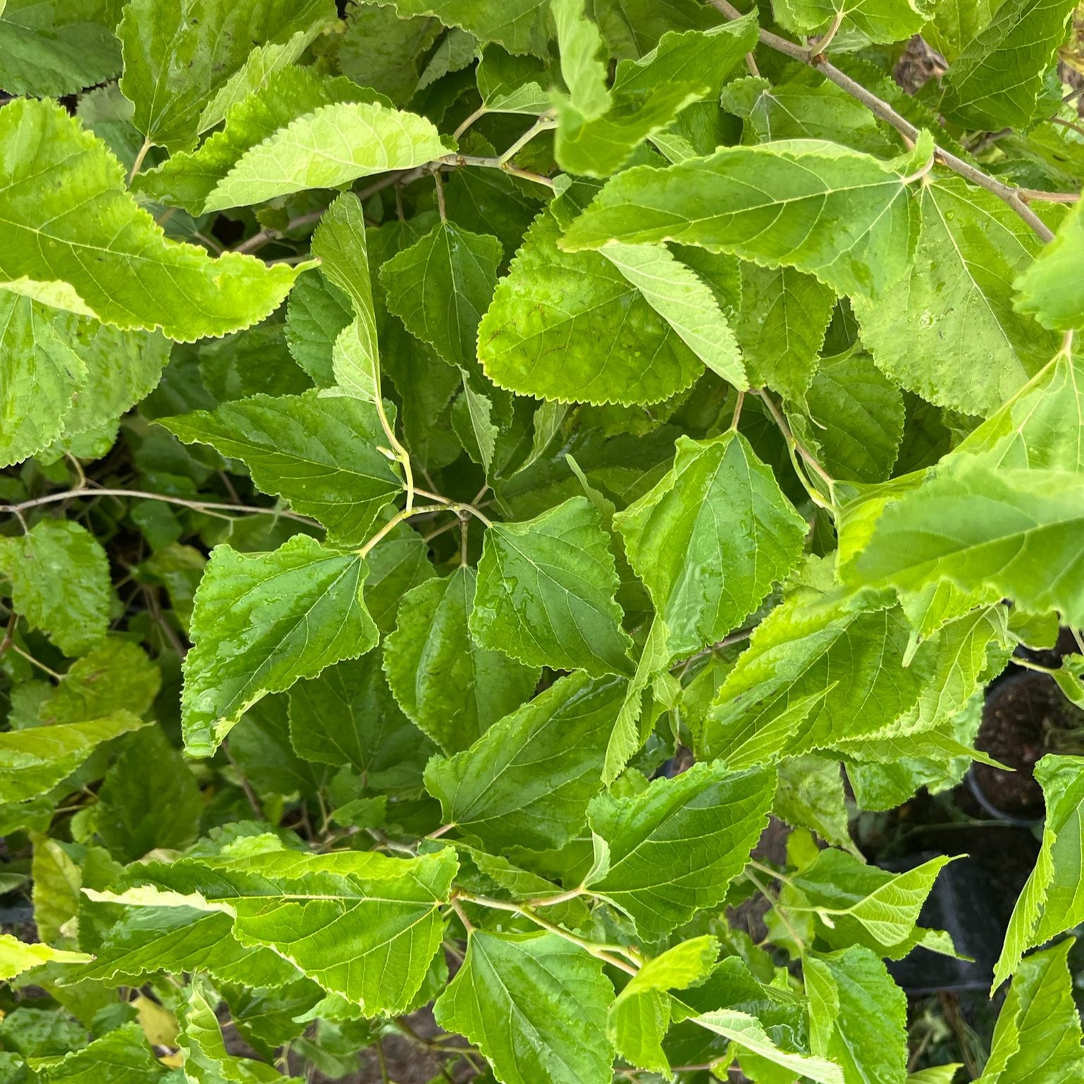Cüce Dut (Mojoberry) Fidanı