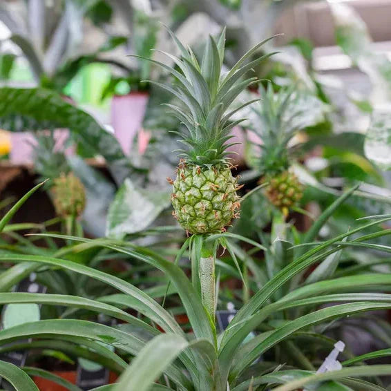 Ananas Fidanı - Cüce Ananas - Mini Pineapple