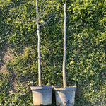 FINDIK FİDANI (Çakıldak-Foça-Palaz-Yağlı Sarı-Yağlı Kara-Giresun Yağlısı) – 3 YAŞ 70–100 CM  1.5 L SAKSILI