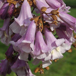 Pavlonya - Paulownia