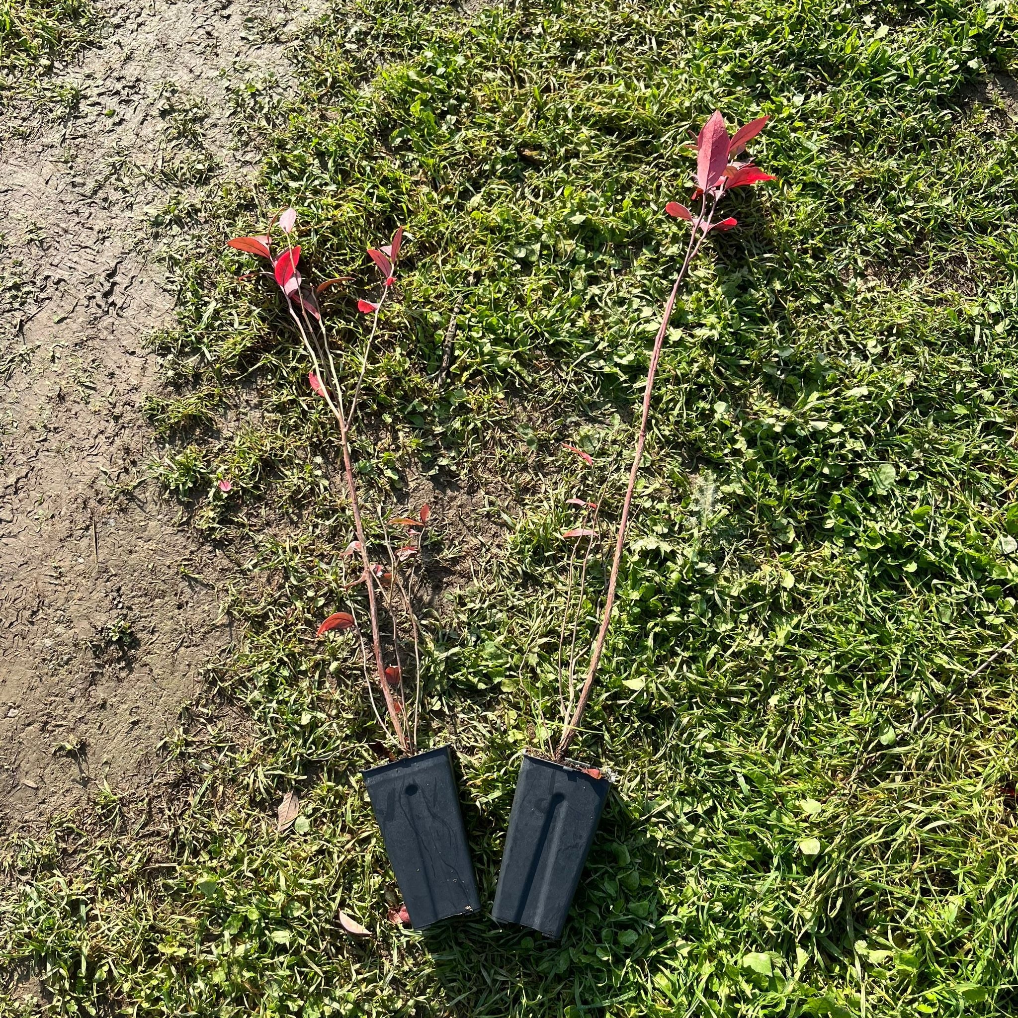 2 Yaş Yaban Mersini Fidanı - Blueberry Sapling