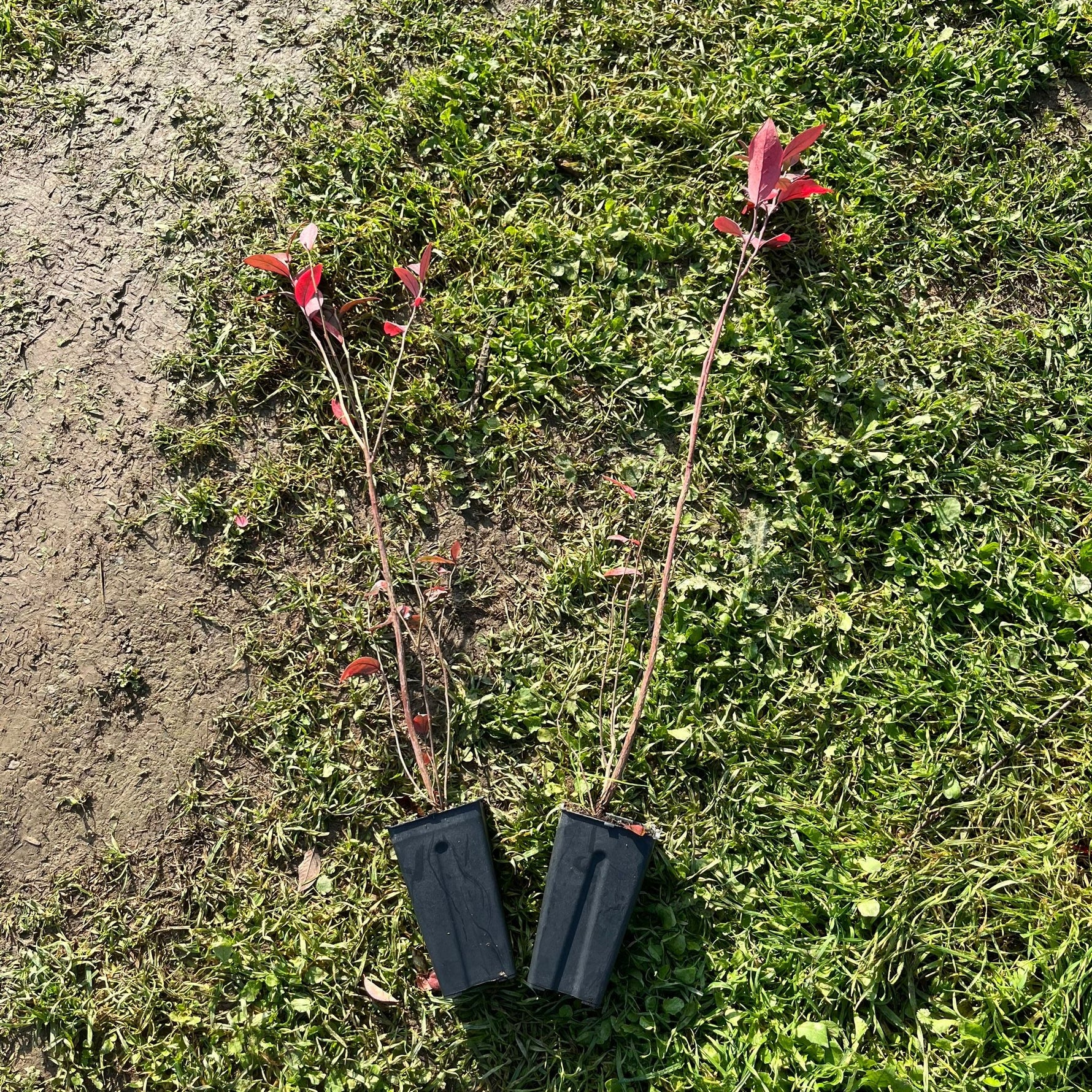 2 Yaş Yaban Mersini Fidanı - Blueberry Sapling