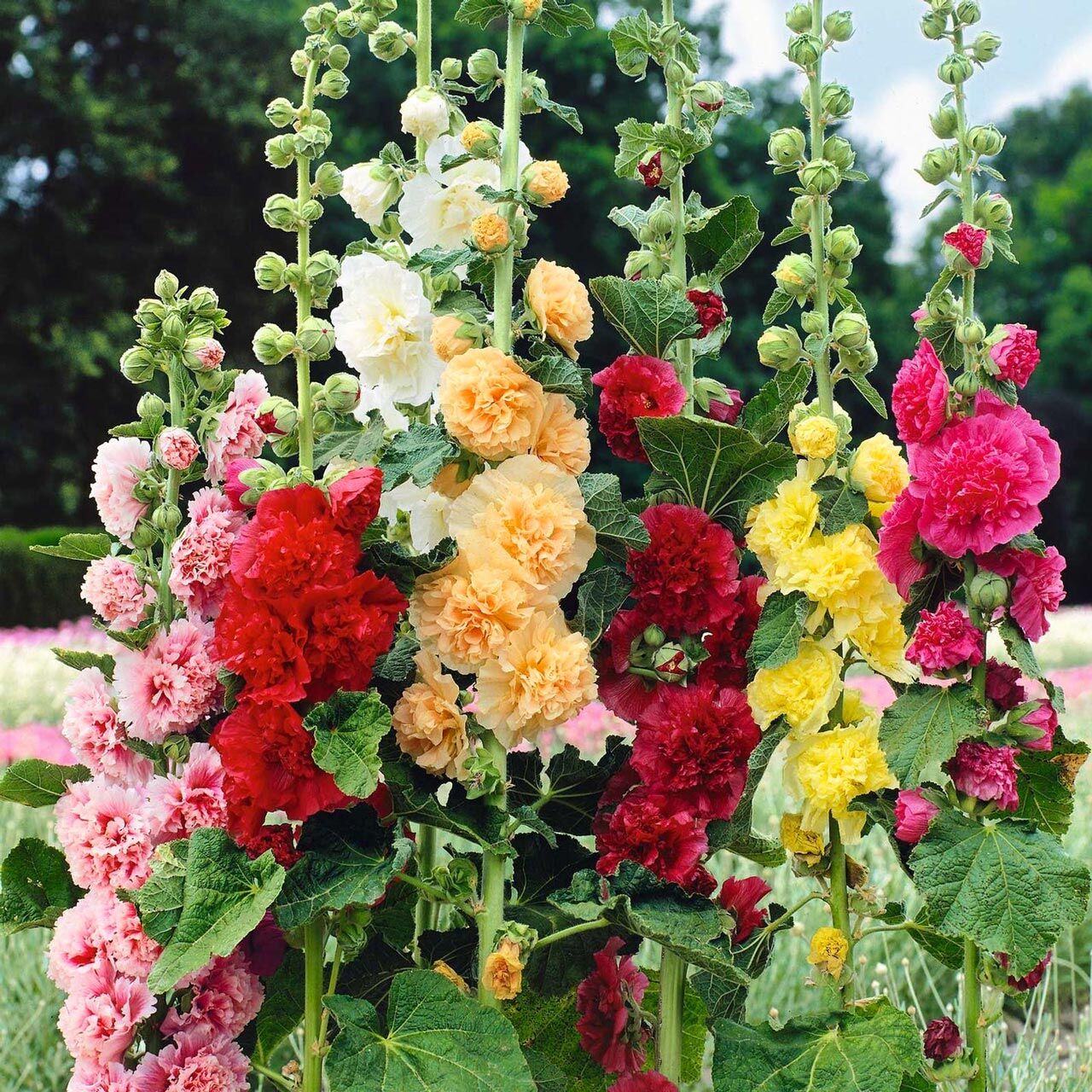 Abelia® Katmerli gülhatmi Yetiştirme Kiti