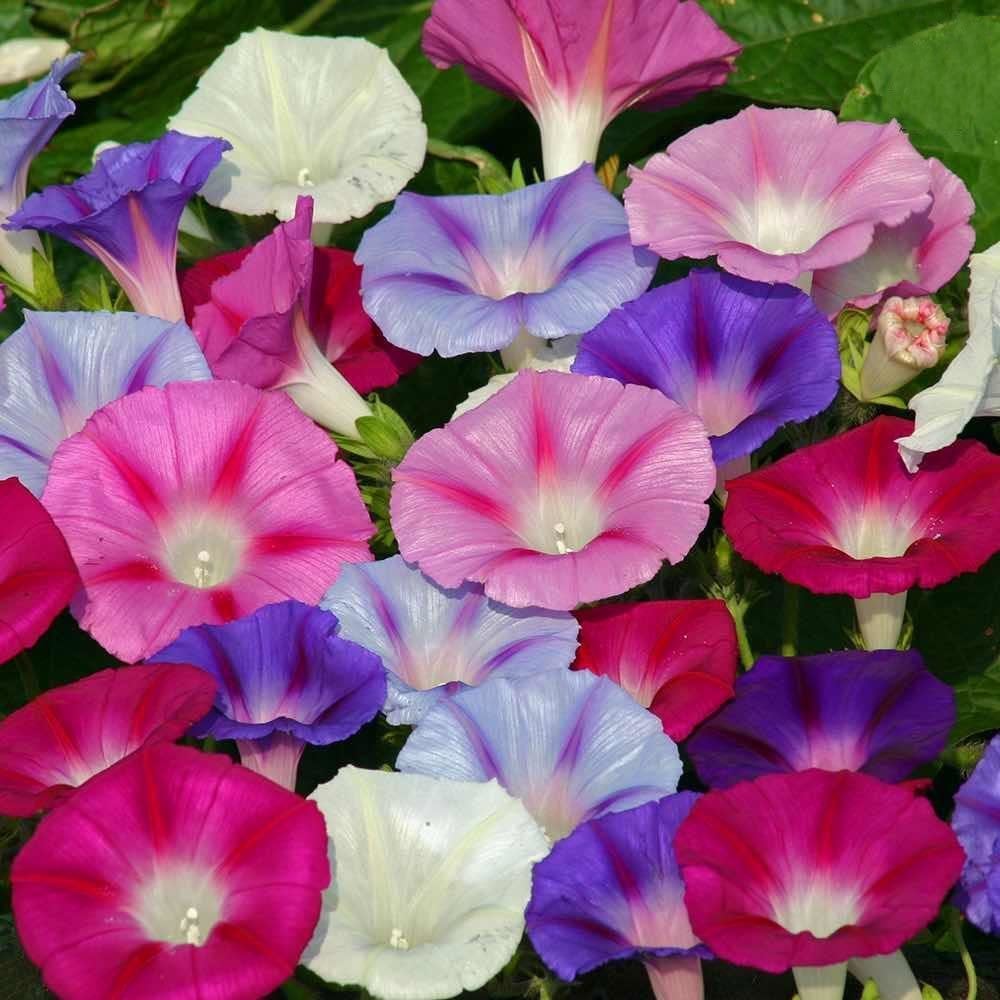 Abelia® Sabah Sefası Yetiştirme Kiti