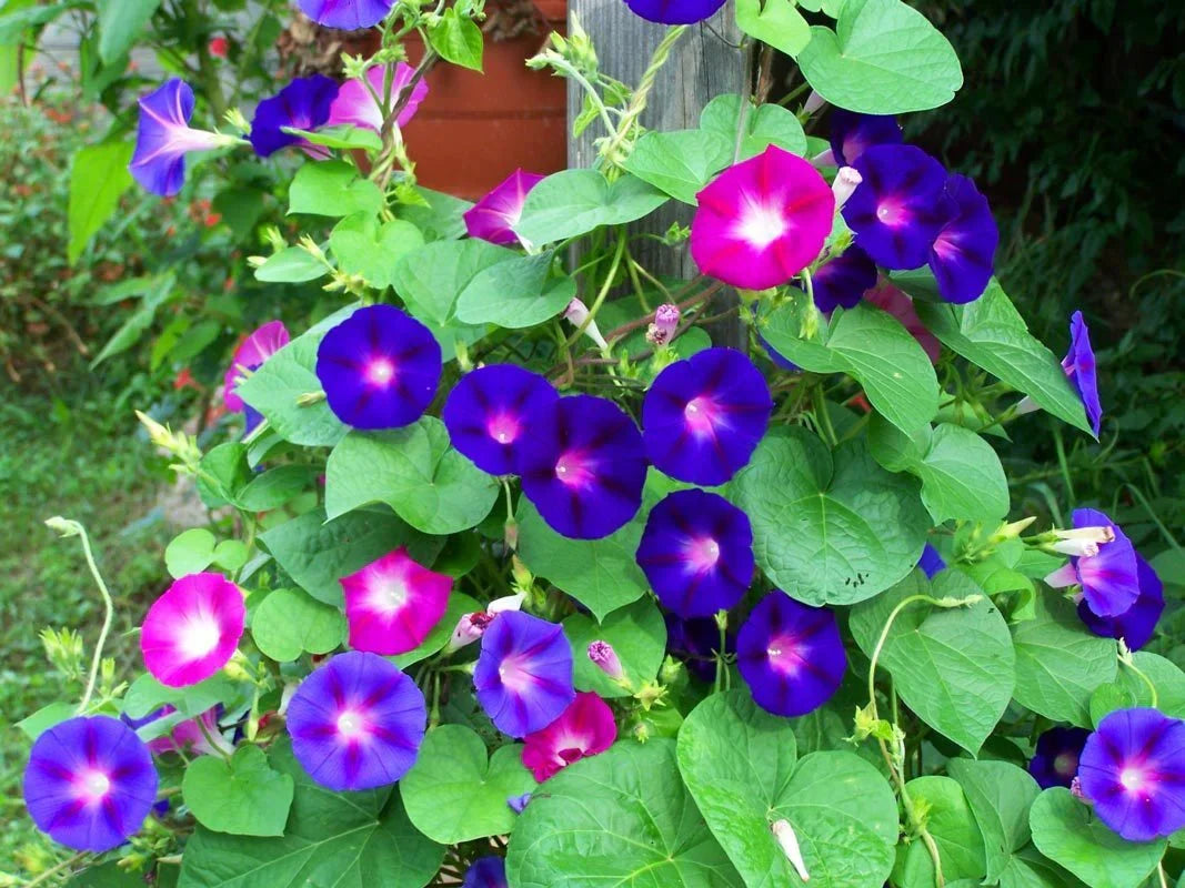 Abelia® Sabah Sefası Yetiştirme Kiti