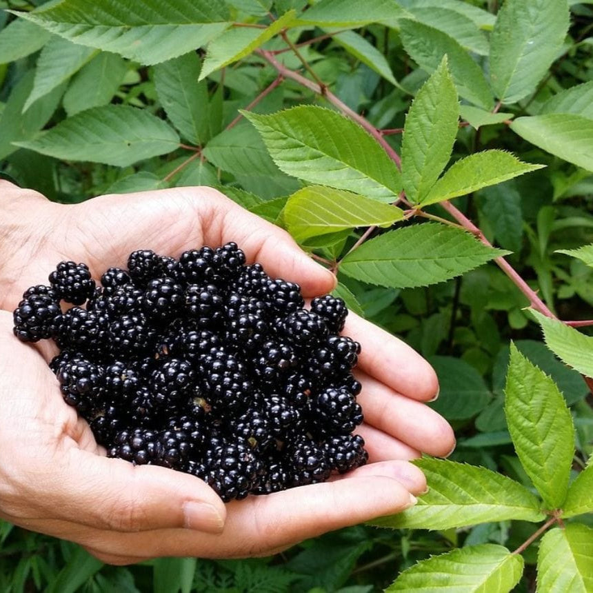 Böğürtlen Fidanı - Blackberry Sapling
