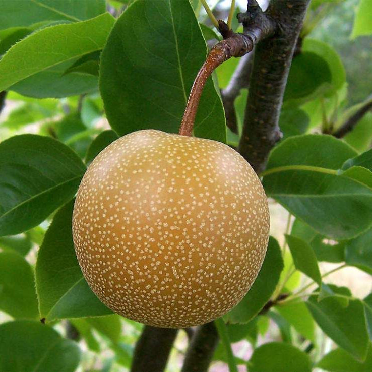 Japon Nashi Armudu Fidanı - 2.5 Yaş - Açık Köklü