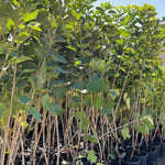 Frenk Üzümü Fidanı - Redcurrant Sapling