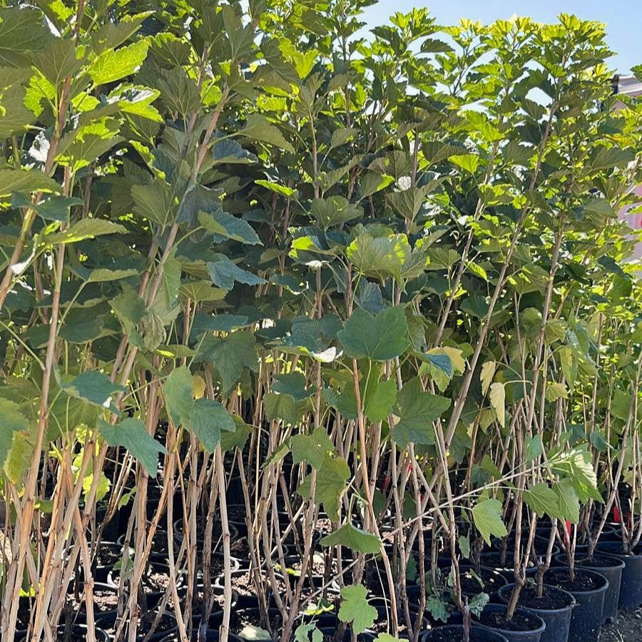 Frenk Üzümü Fidanı - Redcurrant Sapling