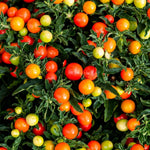 Kudüs Kirazı (Jerusalem Cherry) Tohum Paketi