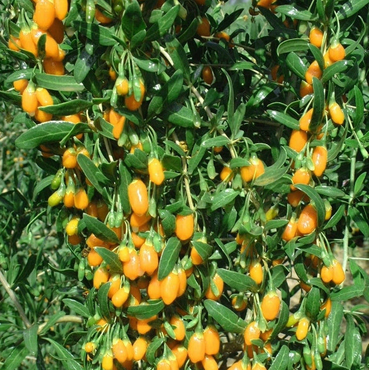 Sarı Kurt Üzümü Fidanı  - Yellow Gojiberry