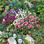 Abelia® Medine Çiçeği Yetiştirme Kiti