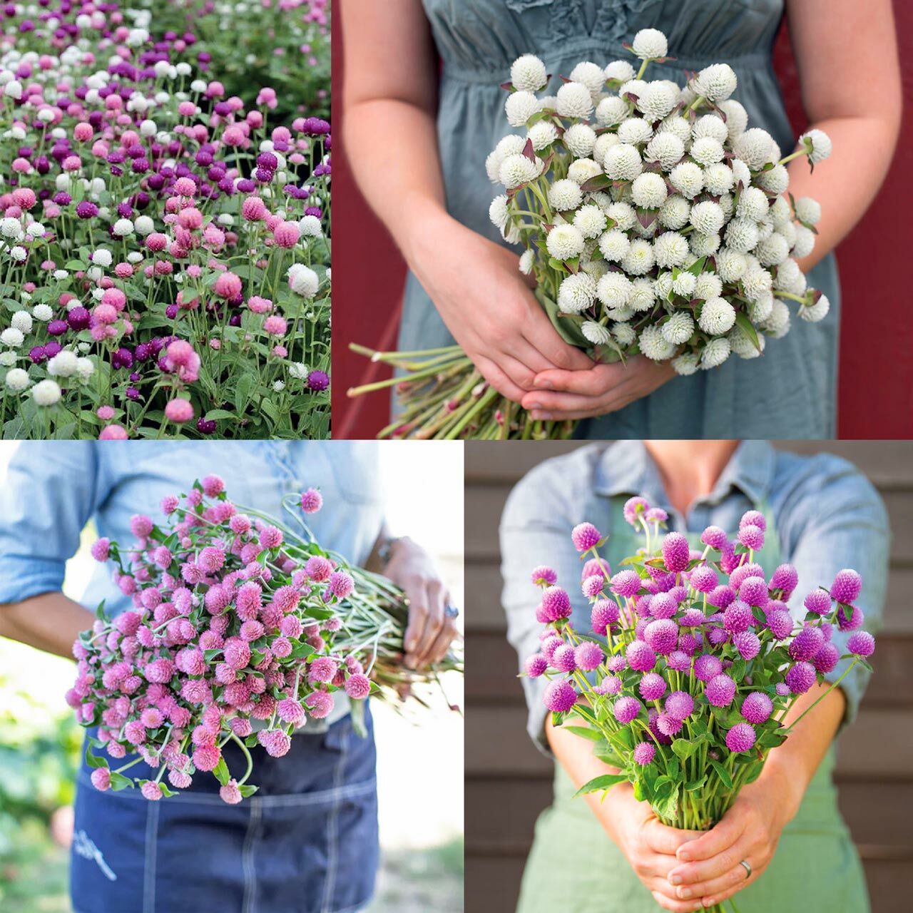 Abelia® Medine Çiçeği Yetiştirme Kiti