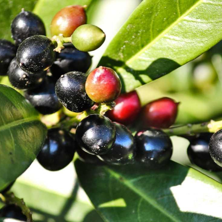 Karayemiş (Prunus laurocerasus) Fidanı - Laz Kirazı