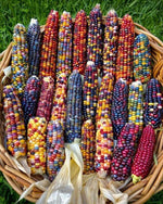 Renkli Mısır Tohumu - ( CORN SEED )