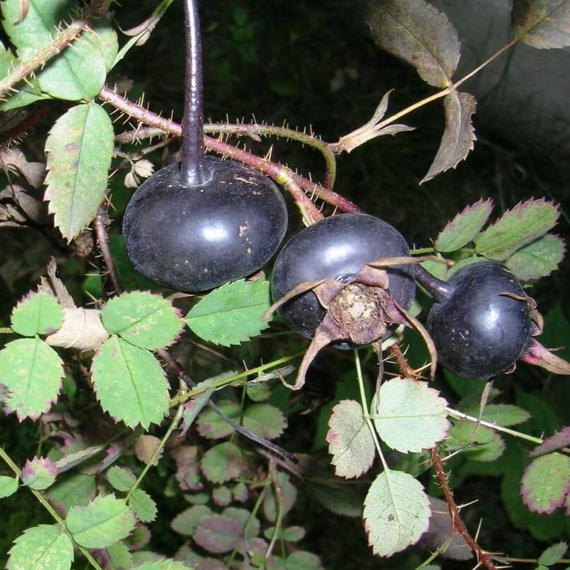 Kuşburnu Fidanları