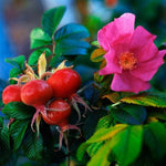 Kuşburnu (Rosa Rugosa) Fidanı