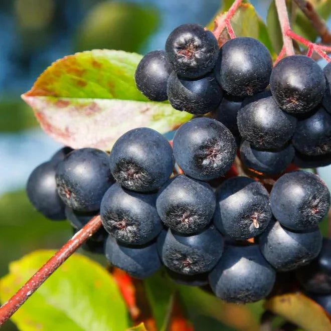 Aronya Fidanı - Chokeberry Sapling