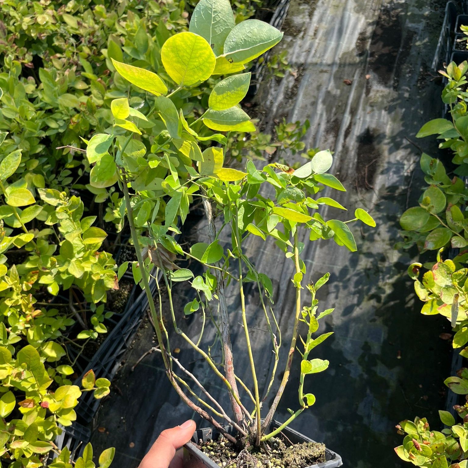 3 Yaş Meyve Vermeye Hazır Yaban Mersini Fidanı - Blueberry Sapling