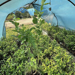 3 Yaş Meyve Vermeye Hazır Yaban Mersini Fidanı - Blueberry Sapling