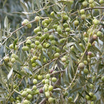 Arbequina (Bodur) Zeytin Fidanı